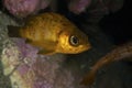 Japanese Rockfish-Sebastes sp.