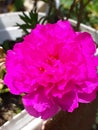 Japanese rose beutifull flower of srilanka