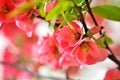 Japanese Rose Royalty Free Stock Photo