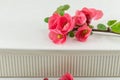 Japanese rose flowers Royalty Free Stock Photo