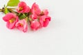Japanese rose flowers on white background Royalty Free Stock Photo