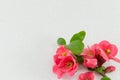 Japanese rose flowers Royalty Free Stock Photo