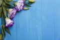 Japanese rose purple in the top left corner on a blue wooden background Royalty Free Stock Photo