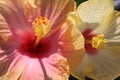 Hibiscus flowers macro