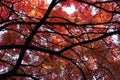 Japanese Rowan tree in Autumn