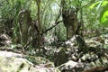 Japanese ruins on Tinian