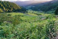 Japanese rural scene of rice terraces and wild grass on sunset Royalty Free Stock Photo