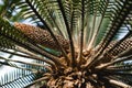 Japanese Sago Palm, Closeup of sago palm leaves and cone. Nature background Royalty Free Stock Photo
