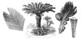 Japanese sago palm Cycas revoluta / Antique illustration from Brockhaus Konversations-Lexikon 1908