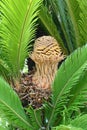 Japanese sago palm ( Cycas revoluta ) leaves and flower (male and female flowers). Royalty Free Stock Photo