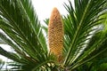 Japanese sago palm ( Cycas revoluta ) leaves and flower (male and female flowers). Royalty Free Stock Photo