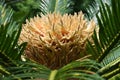 Japanese sago palm ( Cycas revoluta ) leaves and flower (male and female flowers). Royalty Free Stock Photo