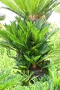 Japanese sago palm ( Cycas revoluta ) leaves and flower (male and female flowers). Royalty Free Stock Photo