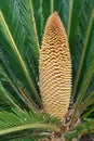 Japanese sago palm ( Cycas revoluta ) leaves and flower (male and female flowers). Royalty Free Stock Photo