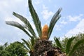 Japanese sago palm ( Cycas revoluta ) leaves and flower (male and female flowers). Royalty Free Stock Photo