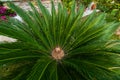 Japanese sago palm.