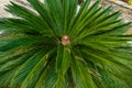 Japanese sago palm. Royalty Free Stock Photo