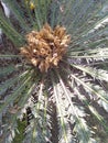 Japanese Sago Palm Green Leaves