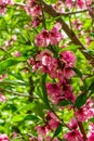 Japanese flowers of apple on the branches in spring