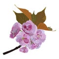 Japanese sakura branch blossom vector isolated illustration Royalty Free Stock Photo