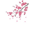 Japanese sakura. The branch of dark pink sakura blossom.