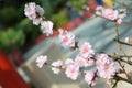 Japanese Sakura Cherry Blossoms flowers plant on display Royalty Free Stock Photo