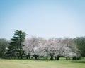 Japanese Sakura cherry blossoms in full bloom in park, Tokyo Royalty Free Stock Photo