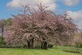 Japanese Sakura, Prunus cherry tree blossom, ancient trees flowering under a blue sky