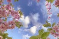 Japanese Sakura, Prunus cherry tree blossom, pink, double flowers against a blue sky