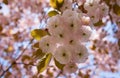 Japanese Sakura, Prunus cherry tree blossom, pink, double flowers in a sea of pink