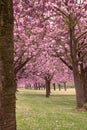 Japanese Sakura, Prunus cherry tree purple blossom, endless row of trees