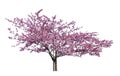 Japanese sakura, full blooming pink cherry blossoms tree isolated on white background Royalty Free Stock Photo