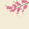 Japanese Sakura. Lush branch dark pink cherry blossom. Royalty Free Stock Photo