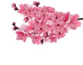 Japanese sakura. Lush branch dark pink cherry blossom close-up. Royalty Free Stock Photo