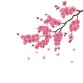 Japanese sakura. Lush the branch of dark pink sakura blossom.