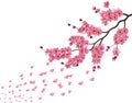Japanese sakura. Lush the branch of dark pink sakura blossom in the wind .