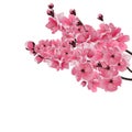 Japanese sakura. Three lush branch dark pink cherry blossom close-up. Royalty Free Stock Photo