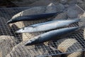 Japanese Sanma or Saury Fish on grill mesh. Royalty Free Stock Photo