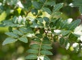 Japanese Sansho on the Tree