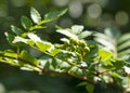 Japanese Sansho on the Tree