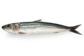 Japanese sardine, japanese pilchard Royalty Free Stock Photo