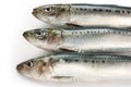 Japanese sardine, japanese pilchard Royalty Free Stock Photo