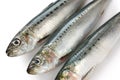 Japanese sardine, japanese pilchard Royalty Free Stock Photo