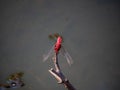 Crocothemis servilia mariannae skimmer dragonfly 5