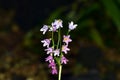 Japanese Scrophulariaceae in osaka.