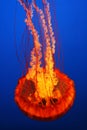 Japanese Sea Nettle