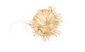 Japanese sea nettle, Chrysaora pacifica Royalty Free Stock Photo