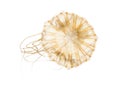 Japanese sea nettle, Chrysaora pacifica