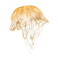 Japanese sea nettle, Chrysaora pacifica