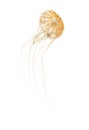 Japanese sea nettle, Chrysaora pacifica